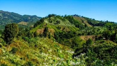 এবার লামায় ২৬ রাবার শ্রমিক অপহরণ, মুক্তিপণ দাবি