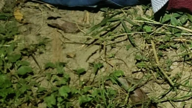 ঝিনাইদহে ৩ জনকে গুলি করে হত্যা