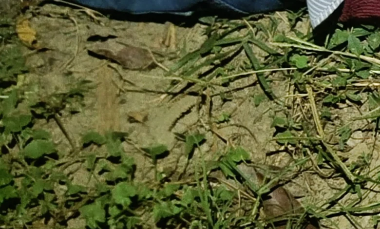 ঝিনাইদহে ৩ জনকে গুলি করে হত্যা ঝিনাইদহে ৩ জনকে গুলি করে হত্যা