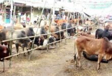 কুরবানীর জন্য উত্তরার কোন হাট ইজারা বরাদ্দ নিশ্চিত হয়নি