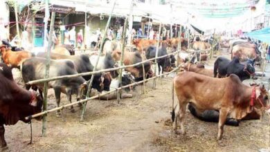 কুরবানীর জন্য উত্তরার কোন হাট ইজারা বরাদ্দ নিশ্চিত হয়নি