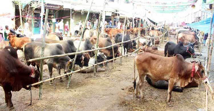 কুরবানীর জন্য উত্তরার কোন হাট ইজারা বরাদ্দ নিশ্চিত হয়নি কুরবানীর জন্য উত্তরার কোন হাট ইজারা বরাদ্দ নিশ্চিত হয়নি