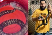 উত্তরা থেকে ২টি বিষধর গোখরা সাপ উদ্ধার