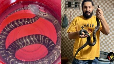 উত্তরা থেকে ২টি বিষধর গোখরা সাপ উদ্ধার