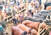 পবিত্র কুরবানি ঈদকে সামনে রেখে জমে উঠেছে র্শাশার সাতমাইল পশুহাট