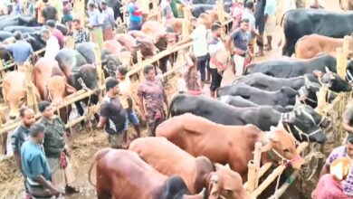 পবিত্র কুরবানি ঈদকে সামনে রেখে জমে উঠেছে র্শাশার সাতমাইল পশুহাট