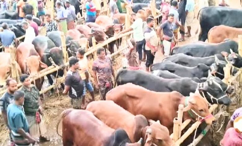 পবিত্র কুরবানি ঈদকে সামনে রেখে জমে উঠেছে র্শাশার সাতমাইল পশুহাট