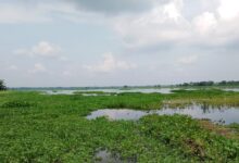 ভারতের ইছামতী নদীর উজানের পানিতে প্লাবিত শার্শার ঠেঙামারী ও আওয়ালী বিল