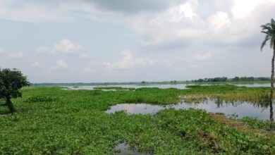 ভারতের ইছামতী নদীর উজানের পানিতে প্লাবিত শার্শার ঠেঙামারী ও আওয়ালী বিল