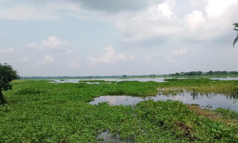 ভারতের ইছামতী নদীর উজানের পানিতে প্লাবিত শার্শার ঠেঙামারী ও আওয়ালী বিল