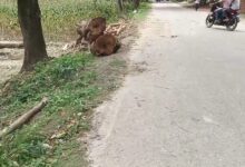 বীরগঞ্জে রাতের আঁধারে সরকারি ৩টি আকাশমনি গাছ কাটার চেষ্টা, নসিমনসহ আটক