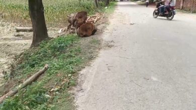 বীরগঞ্জে রাতের আঁধারে সরকারি ৩টি আকাশমনি গাছ কাটার চেষ্টা, নসিমনসহ আটক