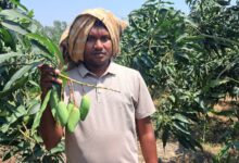 চাঁপাইনবাবগঞ্জে ‘ব্যানানা ম্যাঙ্গো’ চাষে নতুন সম্ভাবনা