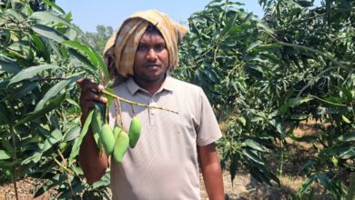 চাঁপাইনবাবগঞ্জে ‘ব্যানানা ম্যাঙ্গো’ চাষে নতুন সম্ভাবনা চাঁপাইনবাবগঞ্জে ‘ব্যানানা ম্যাঙ্গো’ চাষে নতুন সম্ভাবনা