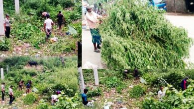 ডিএনসির অভিযানে চাঁপাইনবাবগঞ্জে ৫,২৬০টি ভাং গাছ উদ্ধার, মামলা প্রক্রিয়াধীন