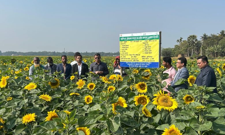 লবণাক্ত জমিতেও সূর্যমুখীর বাম্পার ফলন, খুলনায় কৃষকদের মুখে হাসি লবণাক্ত জমিতেও সূর্যমুখীর বাম্পার ফলন, খুলনায় কৃষকদের মুখে হাসি