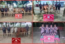 চাঁপাইনবাবগঞ্জ সীমান্তে ৫৩ বিজিবির অভিযান: ১৪টি ভারতীয় গরু ও ৩৫ বোতল মদ জব্দ