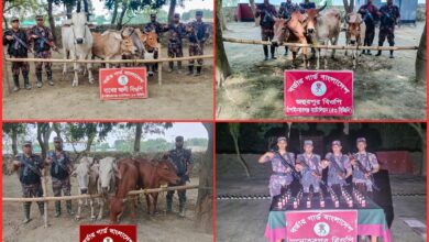 চাঁপাইনবাবগঞ্জ সীমান্তে ৫৩ বিজিবির অভিযান: ১৪টি ভারতীয় গরু ও ৩৫ বোতল মদ জব্দ