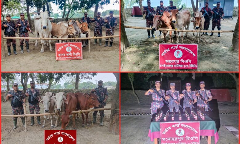চাঁপাইনবাবগঞ্জ সীমান্তে ৫৩ বিজিবির অভিযান: ১৪টি ভারতীয় গরু ও ৩৫ বোতল মদ জব্দ চাঁপাইনবাবগঞ্জ সীমান্তে ৫৩ বিজিবির অভিযান: ১৪টি ভারতীয় গরু ও ৩৫ বোতল মদ জব্দ