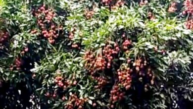শার্শায় লিচুর বাম্পার ফলন, ভালো দামে খুশি কৃষক