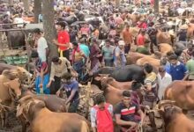সলঙ্গা পশুর হাটে কোরবানির আমেজ, ক্রেতা-বিক্রেতাদের উপচে পড়া ভিড়