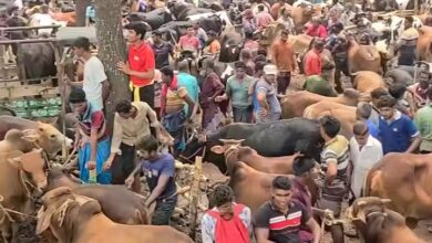 সলঙ্গা পশুর হাটে কোরবানির আমেজ, ক্রেতা-বিক্রেতাদের উপচে পড়া ভিড়